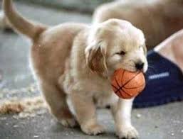 Babyface Golden Retriever Yavrusu 0535 030 70 70 Golden Goldenretriever Goldenretrieveryavru Golden Retriever Yavrusu Golden Retriever Retriever