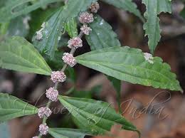 Image result for Elatostema monticola