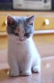 lil babe gatinhos adoraveis lindos filhotes gatinhos fofos