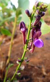 Image result for Scutellaria schweinfurthii