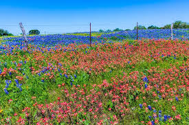 We're happy to also serve texas city, texas for flower delivery. Bluebonnets In Texas Where To Find Them Tips For Visiting