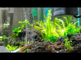 Banyak jenis diffuser pada aquascape seperti inline diffuser, reaktor dan diffuser standar. Aquascape For Everyone Part 3 Page 170 Kaskus