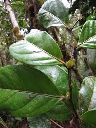Image result for Chaetocarpus