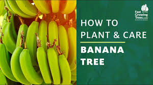 Bananas ripen best when off of the tree. Banana Trees Tips And Tricks For Tons Of Fruit Fastgrowingtrees Com
