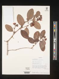 Image result for Tetracera boiviniana