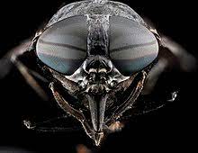 North carolina structural pest control regulations. Horse Fly Wikipedia