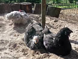 Dig, snuggle into ditch, scoop with beak, toss into feathers, roll, repeat, shake. Build A Better Dust Bath For Your Chickens Fresh Eggs Daily