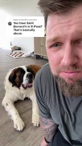 Why Are Saint Bernard Belgian Mix A Bad Breed