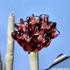 Image result for Ceropegia incana