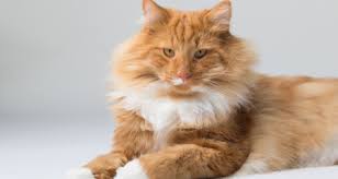 Spaying formerly was recommended after the age of 6 months, when the female cat reached sexual and reproductive maturity. Why Your Male Cat Should Be Neutered Petcoach