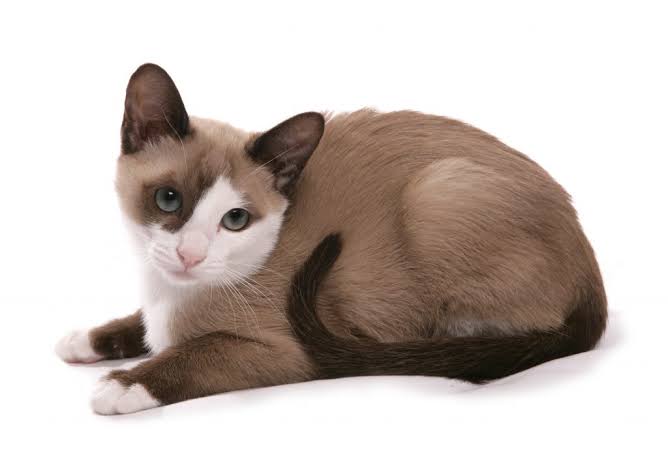 Snowshoe Cat Breed Information