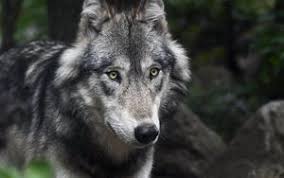 What you need to know is that these images that you add will neither increase nor decrease the speed of your computer. Wolf 4k Ultra Hd 16 10 Wallpapers Hd Desktop Backgrounds 3840x2400 Images And Pictures