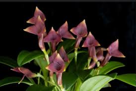 Image result for Bulbophyllum scaberulum