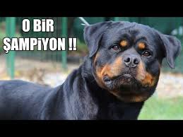 Dunya Sampiyonu Rottweiler Efsane Rottweiler Ciftligi Hause Of Istanbul Sampiyonlarligi Dog Youtube