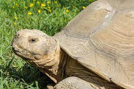 Sulcata Tortoise The Maryland Zoo