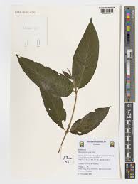 Image result for Bertiera