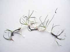 Image result for Zannichellia palustris