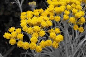 Warna berbeda dari satu jenis bunga saja maknanya berbeda juga. Cara Membuat Karangan Bunga Kering Untuk Musim Dingin Ide Ide Indah Untuk Taman