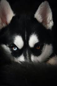 Black And Blue Eyes Husky Beautiful Two Tone Eyes Cute Animals Dogs Animals