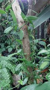 Animal Updates July 27 Tropical Rainforest Tropical Plants Rainforest