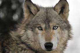 Can a wolf outrun a cheeta? Wolf