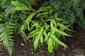 Image result for Coniogramme africana