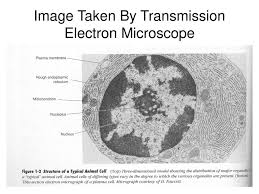 Check spelling or type a new query. Types Of Microscopes 1 Compound Light Microscope Ppt Download