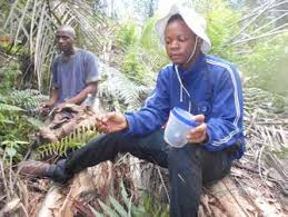 Image result for Sterculia subviolacea