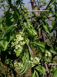 Image result for Gymnosporia buxifolia