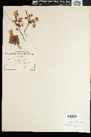 Image result for Oxalis anthelmintica