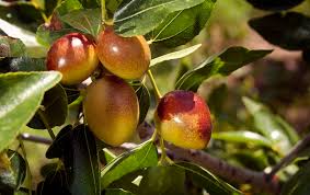 I have 3 jujube trees and they are delicious! More Than You Ever Wanted To Know About Jujubes