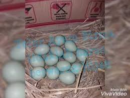 Jual beli online aman dan nyaman hanya di tokopedia. Telur Ayam Birma Youtube