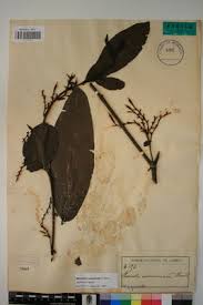 Image result for Massularia