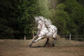 Llamrei, horse of king arthur. The Most Famous Appaloosa Horse Names Animal Hearted Apparel