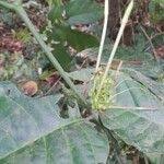 Image result for Oxyanthus speciosus