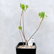 Image result for Sterculia rogersii