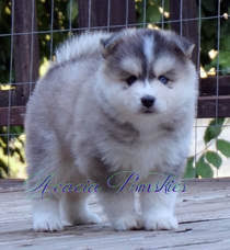 How much is a pomsky? Pomsky Puppy Breeder