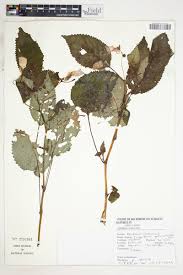 Image result for Impatiens gesneroidea