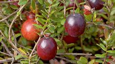 Cranberries funktionieren im garten besser als andere vergleichbare wildpflanzen wie die wir selber (lubera) haben einige jahre lang versuche mit der gewöhnlichen moosbeere gemacht, diese. Die 31 Besten Ideen Zu Cranberry Grossfruchtige Moosbeere Kranbeere Vaccinium Macrocarpon Cranberry Cranberry Pflanzen Pflanzen