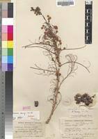Image result for Acacia davyi