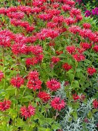 Monarda Gardenview Scarlet Bee Balm Bee Balm Bee Balm Plant Hummingbird Garden