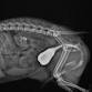 Urinary Tract Surgery: Practical Solutions and event image