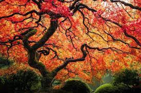 Japanese Maple Tree In The Portland Japanese Garden Portland Japanese Garden Japanese Tree Japanese Maple Tree