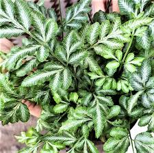 Image result for Pteris