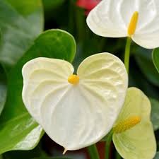 We did not find results for: Buy Anthurium White Plant Online At Cheap Price On Plantsguru Com
