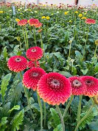 Image result for Gerbera