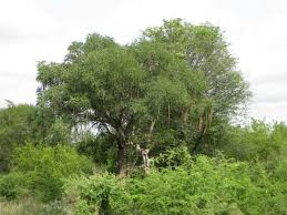 Image result for Fernandoa abbreviata