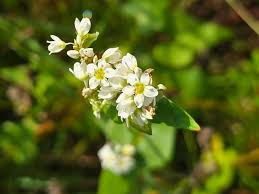 Image result for Fagopyrum esculentum