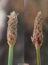 Image result for Eleocharis naumanniana