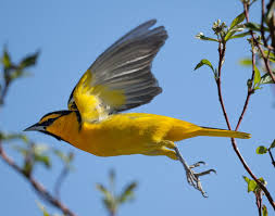 Thomas Bancroft (@gtbancroft) • Instagram photos and videos